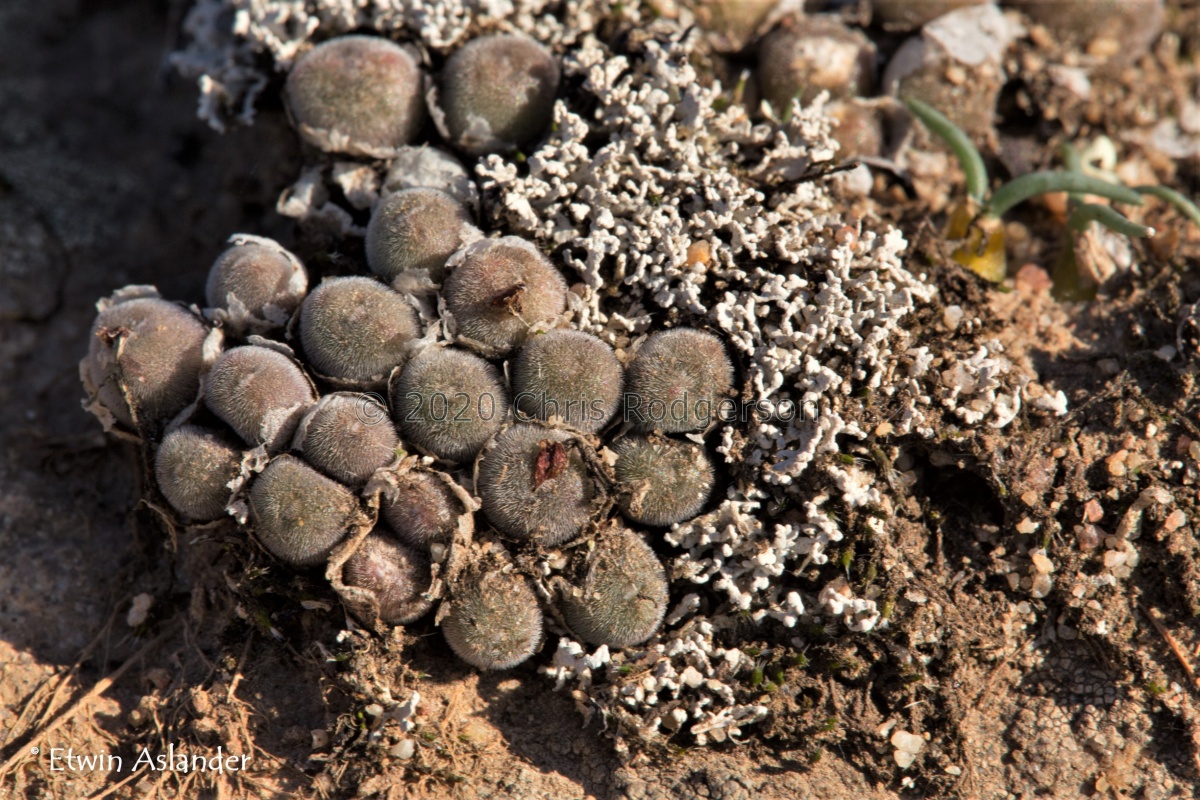minusculum ssp.leipoldtii (photo Etwin Aslander).jpg
