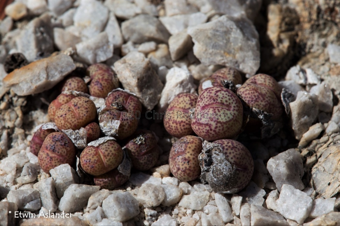 truncatum var.wiggettiae (photo Etwin Aslander)