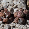 truncatum var.wiggettiae (photo Etwin Aslander)