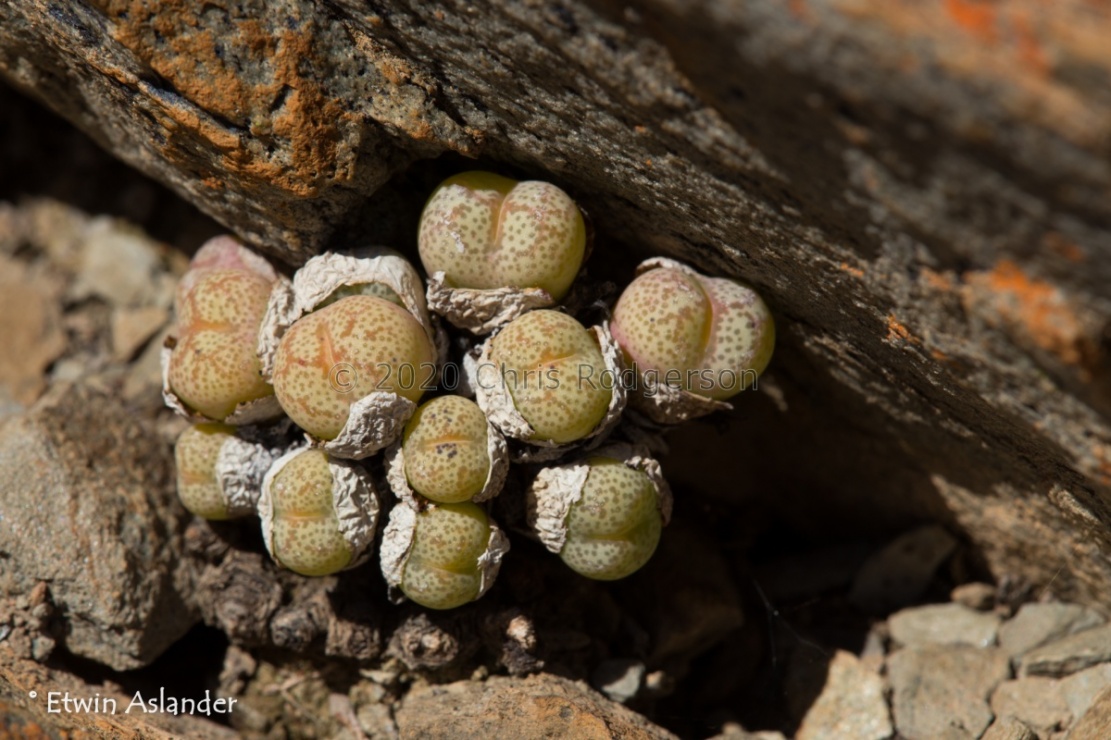 truncatum var.wiggettiae (photo Etwin Aslander)