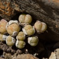 truncatum var.wiggettiae (photo Etwin Aslander)