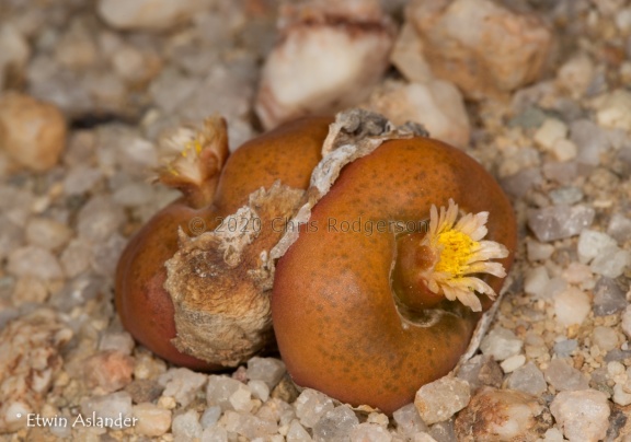 maughanii ssp.armeniacum (photo Etwin Aslander)