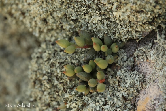 filicaulis ssp.marlothii (photo Etwin Aslander)