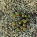 filicaulis ssp.marlothii (photo Etwin Aslander)