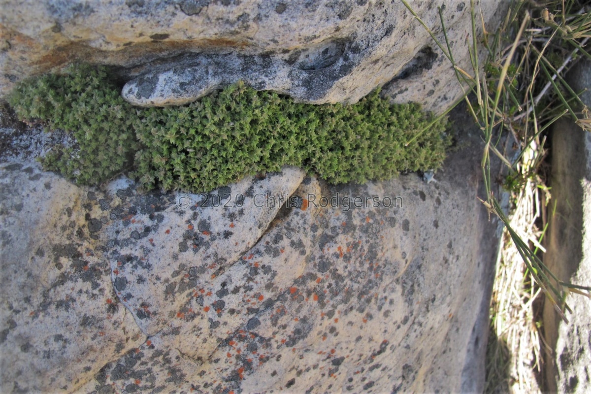 lanceolata (photo James Deacon).jpg