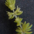 lanceolata Graaff Reinet (2)
