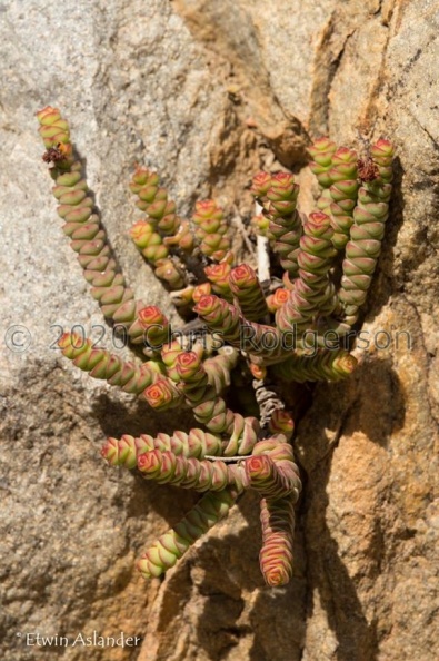 rupestris ssp.marnieriana (photo Etwin Aslander).jpg