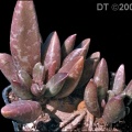 schuldtianus ssp.brandbergensis DT5015