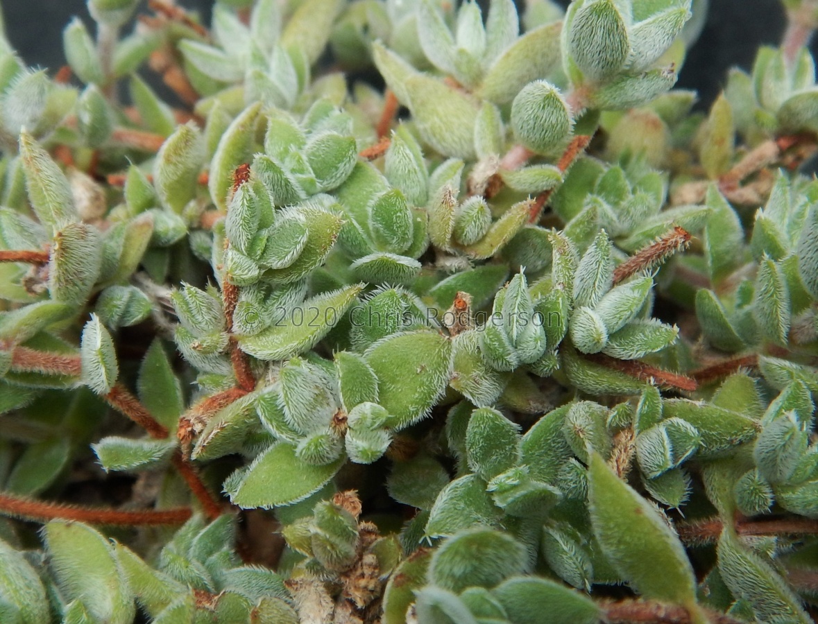 lanuginosa va.pachystemon Penhoek Pass (2).JPG