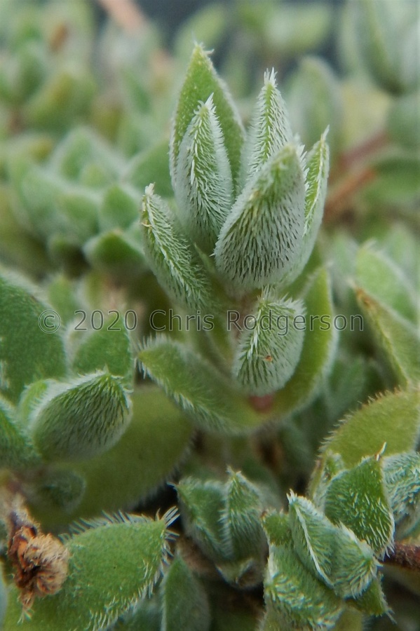 lanuginosa va.pachystemon Penhoek Pass.JPG