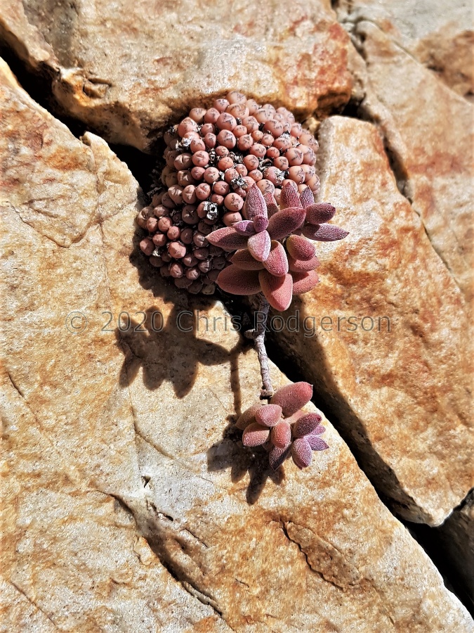 ammophila Buchuberg (photo Gideon Jordaan).jpg