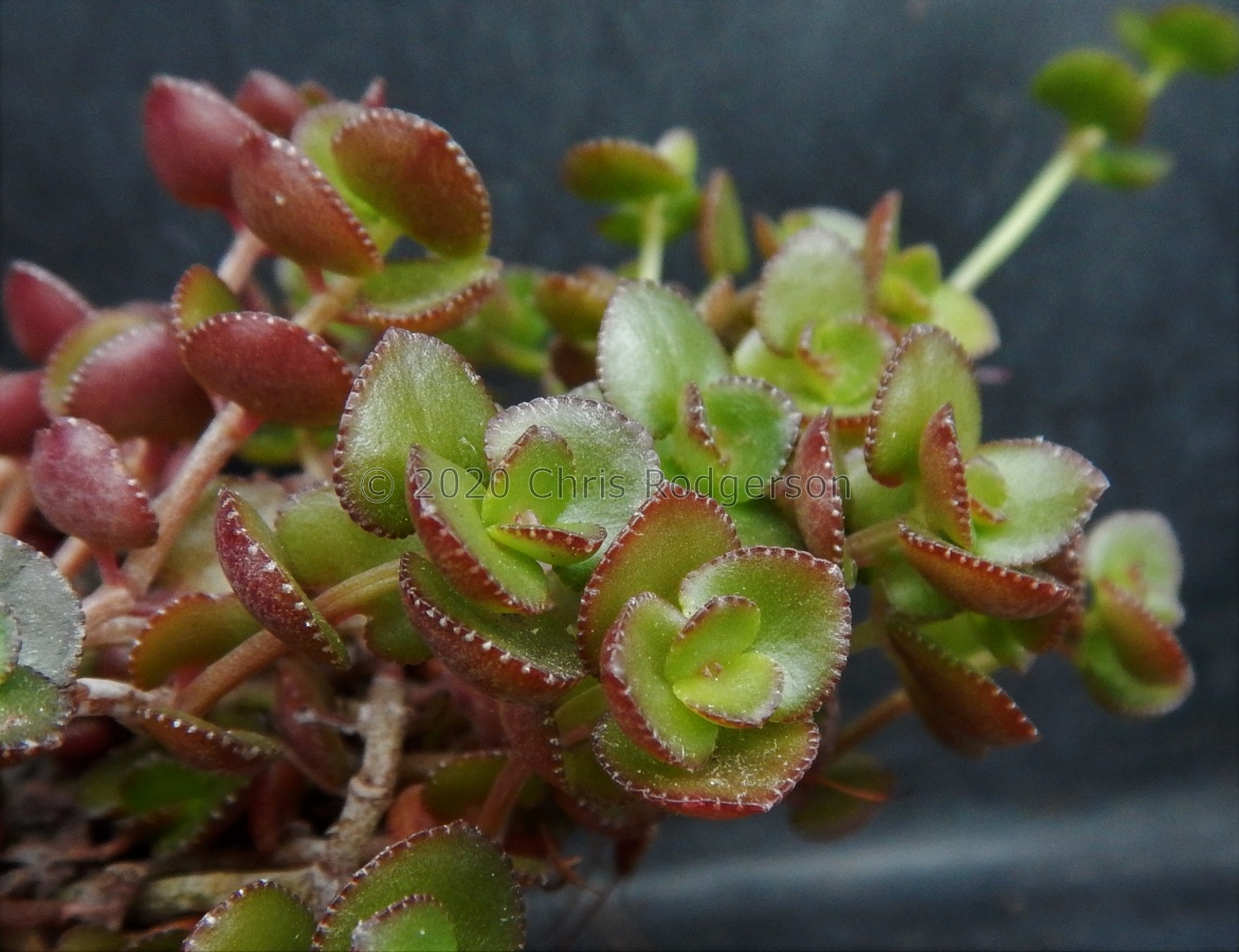 spathulata.JPG