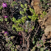 tetragona ssp.connivens