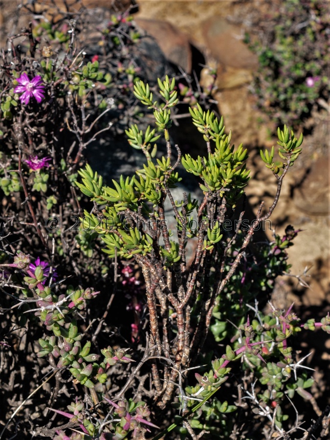 tetragona ssp.connivens Tanqua karoo (photo James Deacon).jpg