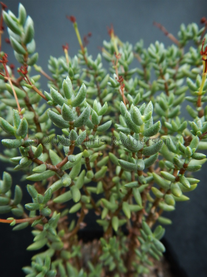 tetragona ssp.connivens.JPG