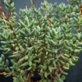 tetragona ssp.connivens