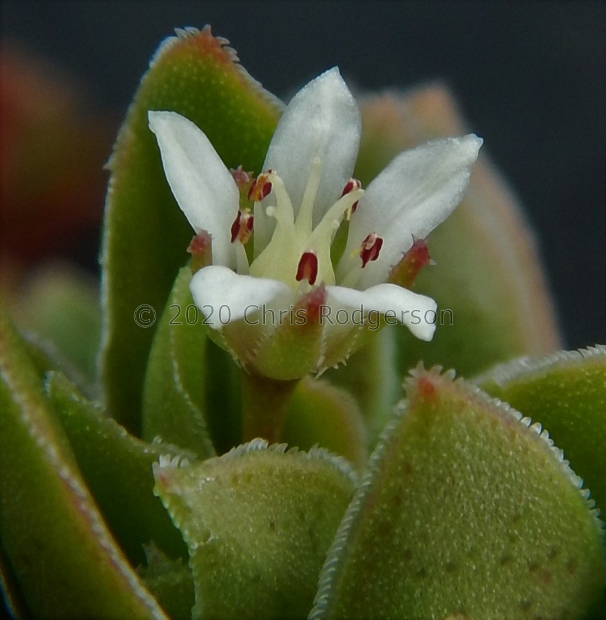 globularioides (2).JPG