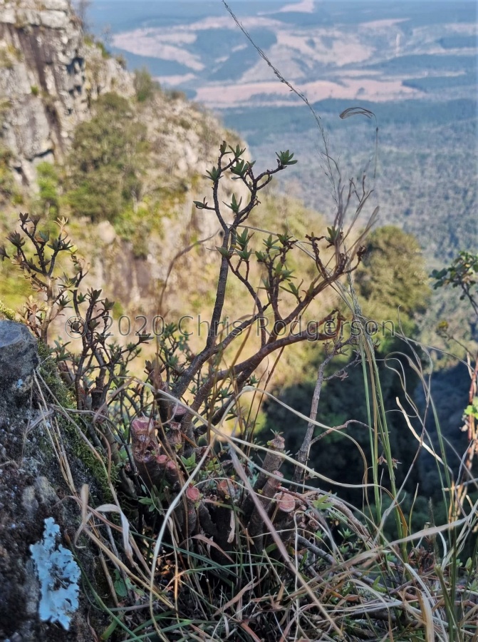 sarcocaulis Graskop, Mpumulanga (photo Shaun Robinson).jpg