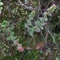 obovata Mathunzini (photo James Deacon)