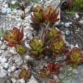 caryophyllaceus Struisbaai (photo Judd Kirkel Welwitch)