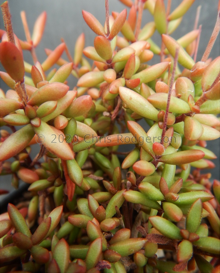 radicans EVJ17775 NE Greyton.JPG