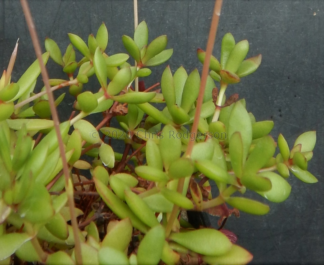 radicans NE Port Elizabeth.JPG