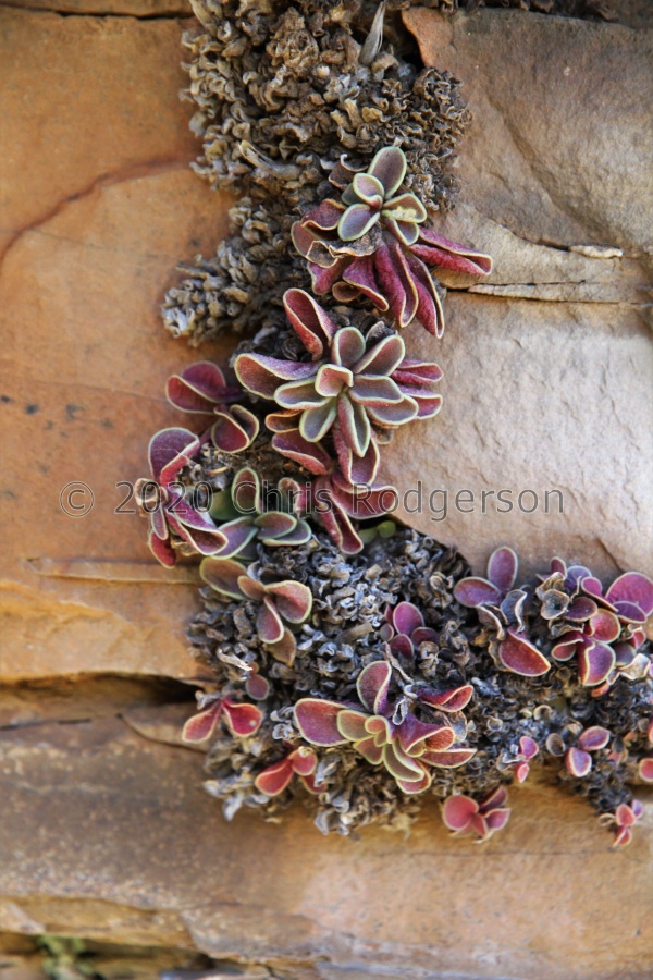 phillipsiae SE of Calvinia (photo Florent Grenier) (2).jpg