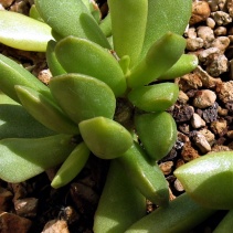 umbraticola ssp.ramosus
