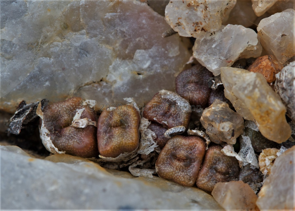 ectypum ssp cruciatum (photo Etwin Aslander).jpg