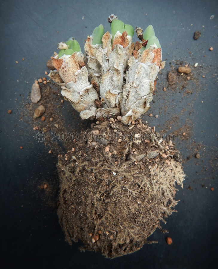 (1) old and untidy plant.JPG