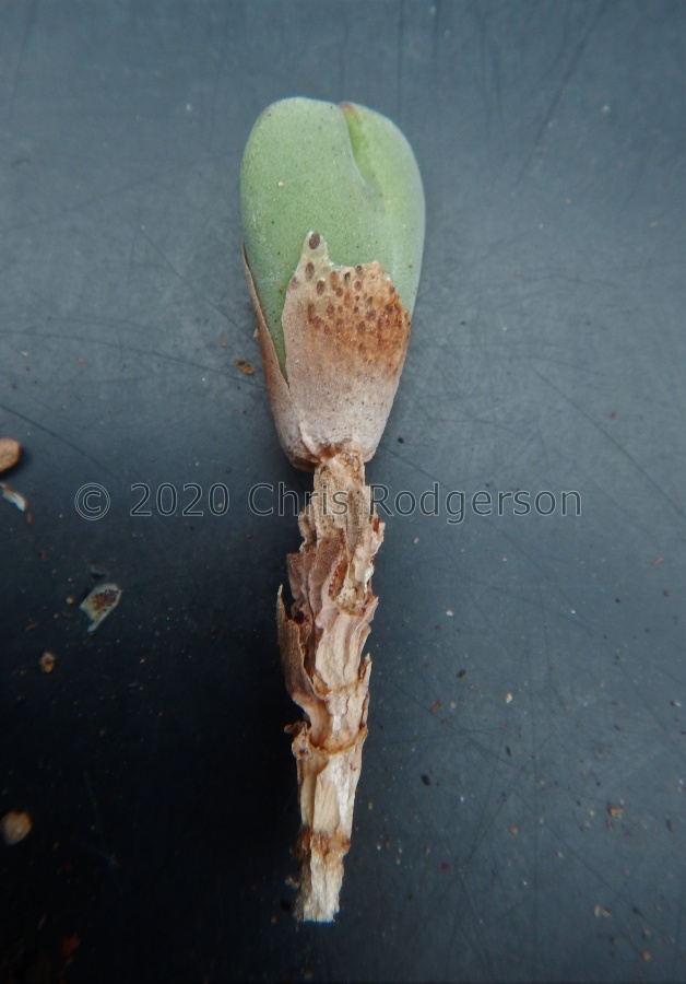 (3) clean the stem.JPG