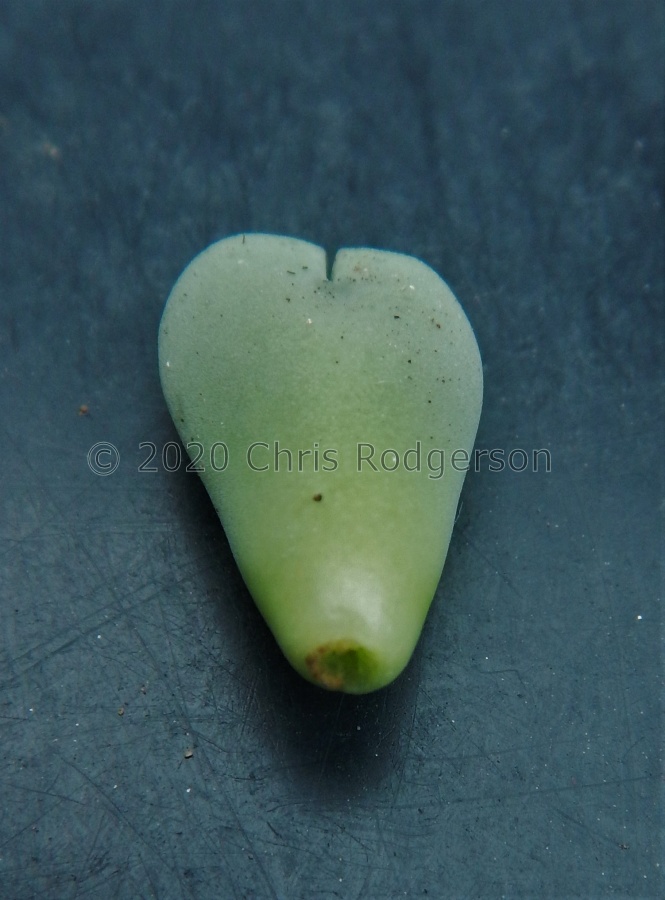 (6) do not remove the hard stem.JPG
