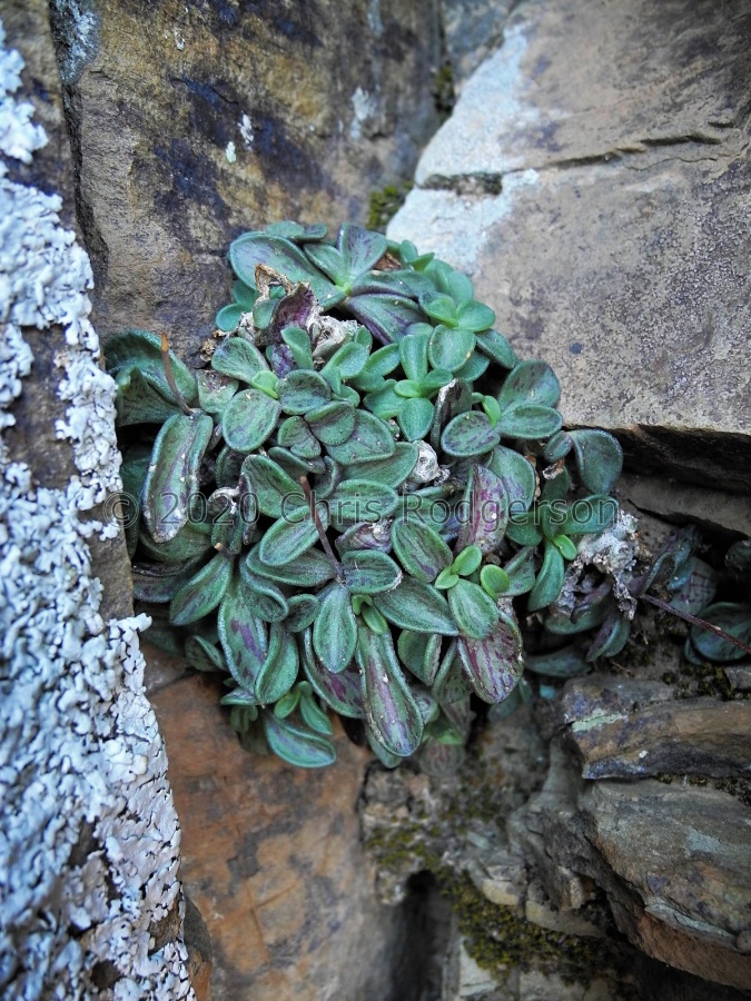 humilis south of Fraserburg.JPG