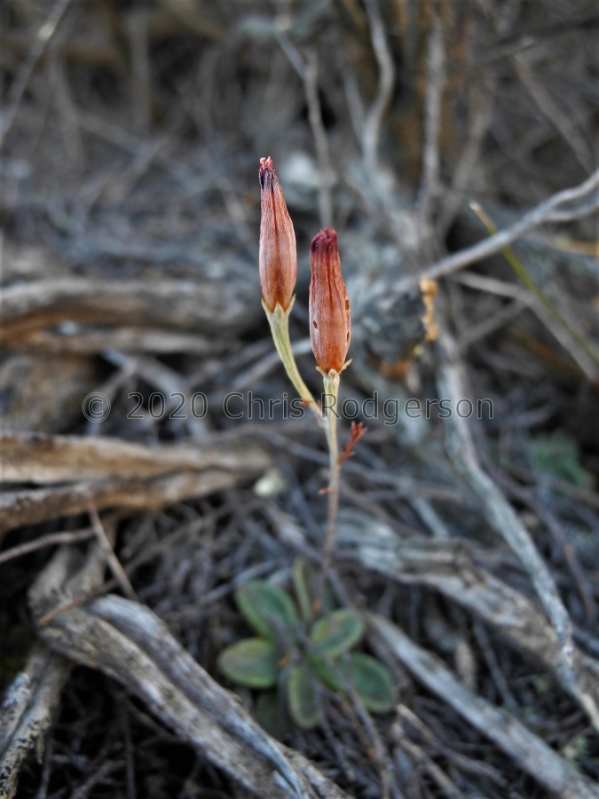humilis south of Fraserburg (10).JPG