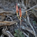 humilis Fraserburg