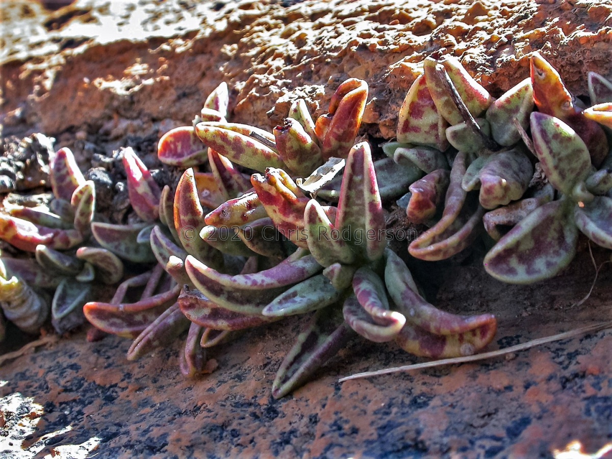 schuldtianus ssp.brandbergensis (photo Adam Harrower) (2).jpg