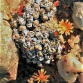tantillum ssp.heleniae x flavum ssp.novicium (photo Catherine Arthur)