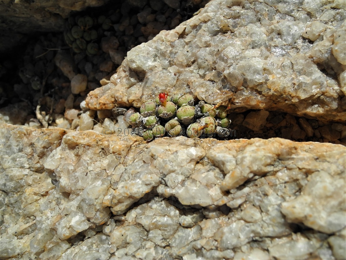 tantillum ssp.heleniae x flavum ssp.novicium.JPG