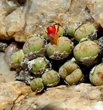 tantillum ssp.heleniae x flavum ssp.novicium (2)