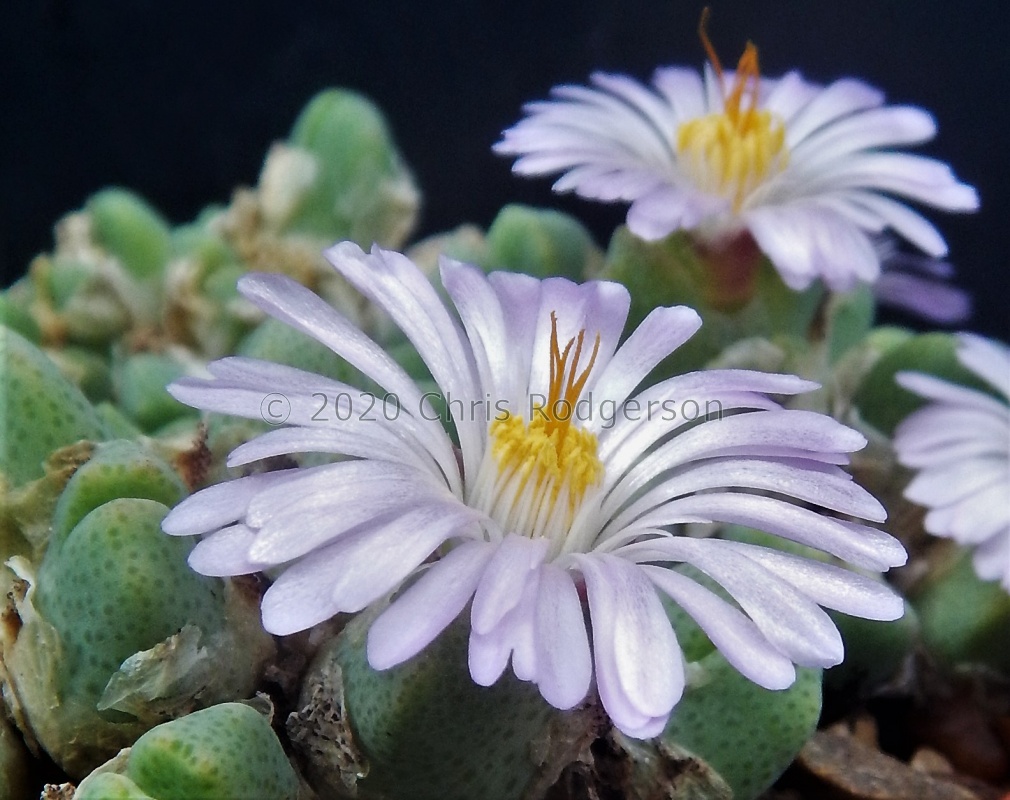 marginatum ssp.nova EVJ.23727