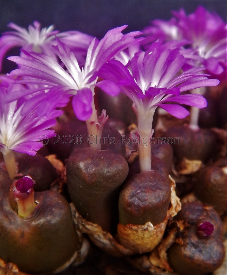 lithopsoides ssp.boreale.JPG