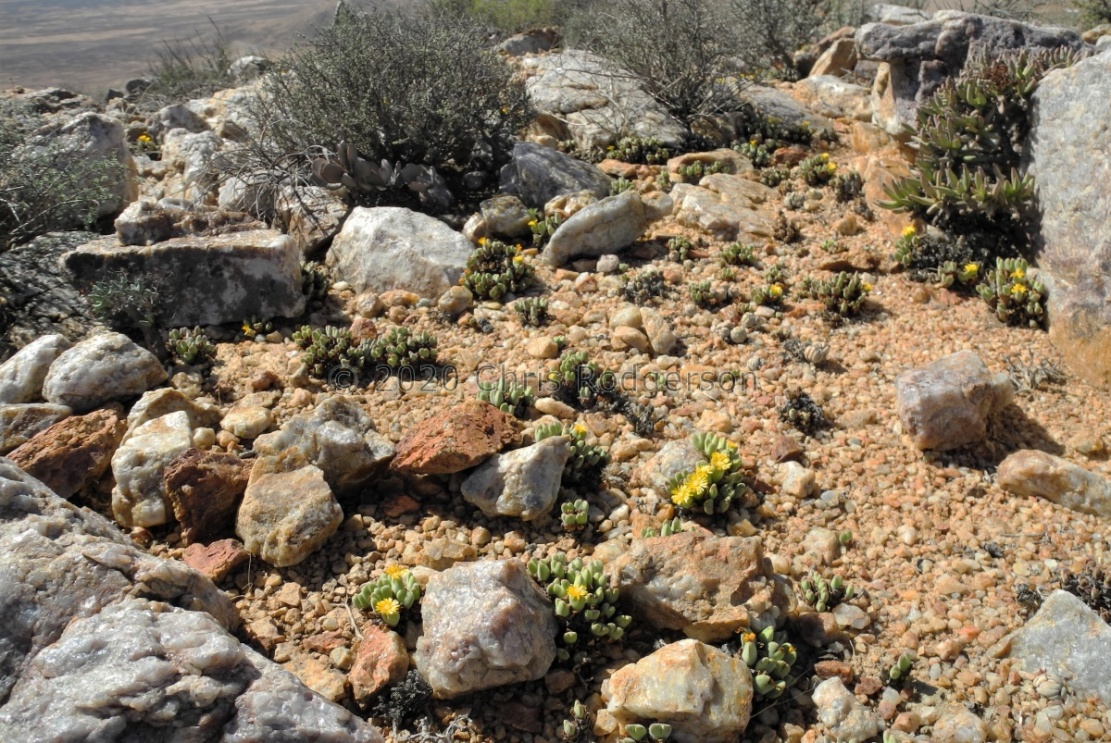 bilobum ssp.claviferens 
