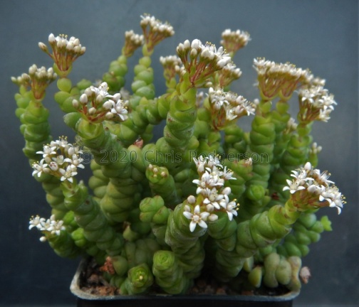 rupestris ssp.marnieriana