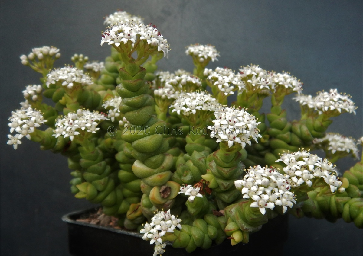 rupestris ssp.marnieriana (3).JPG