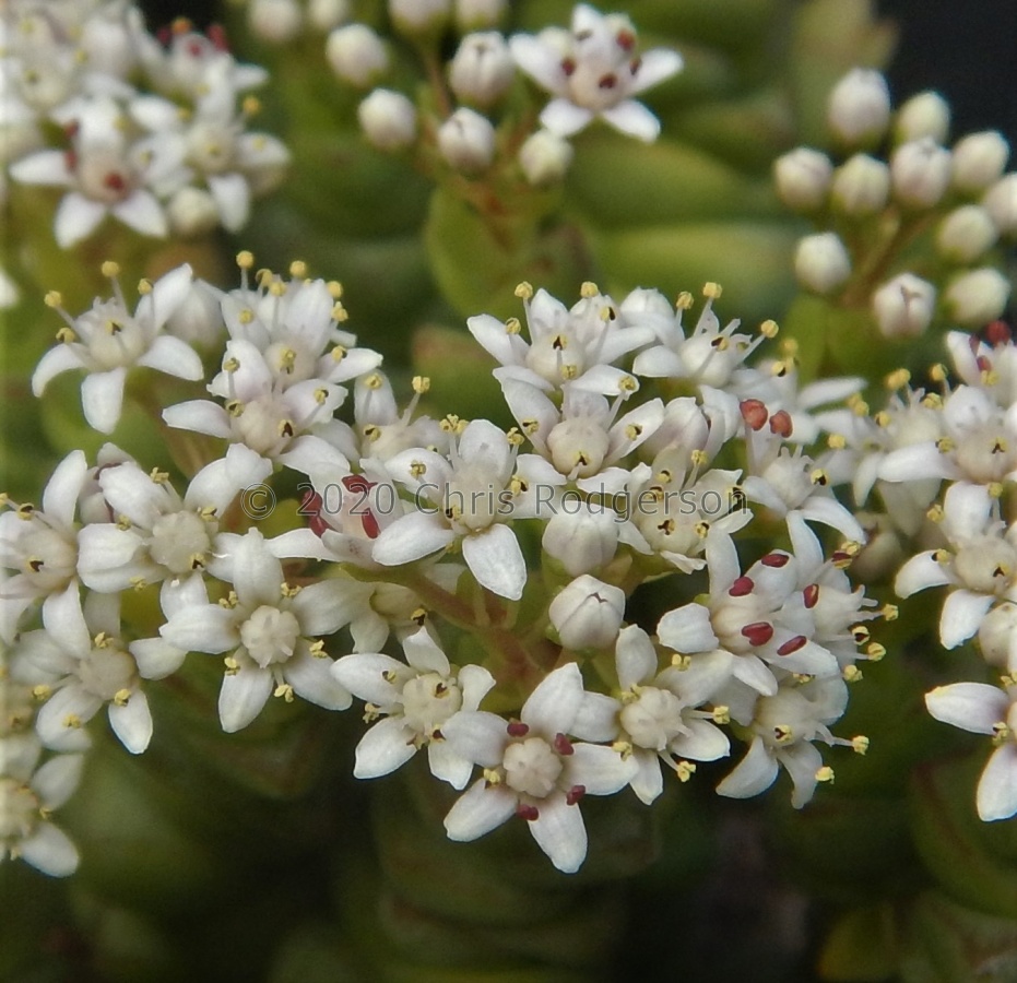 rupestris ssp.marnieriana (4).JPG