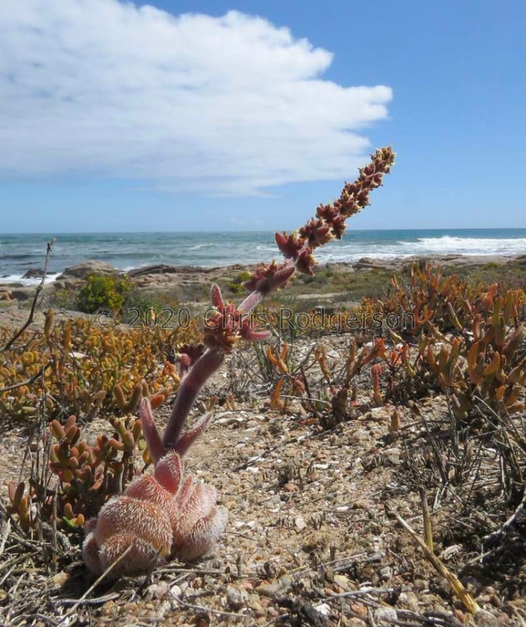tomentosa (photo Karel Du Toit).jpg