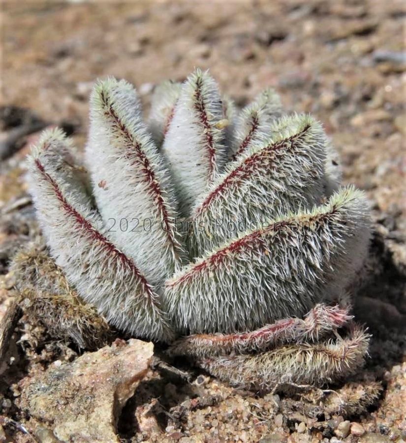 tomentosa (photo Karel Du Toit) (2).jpg