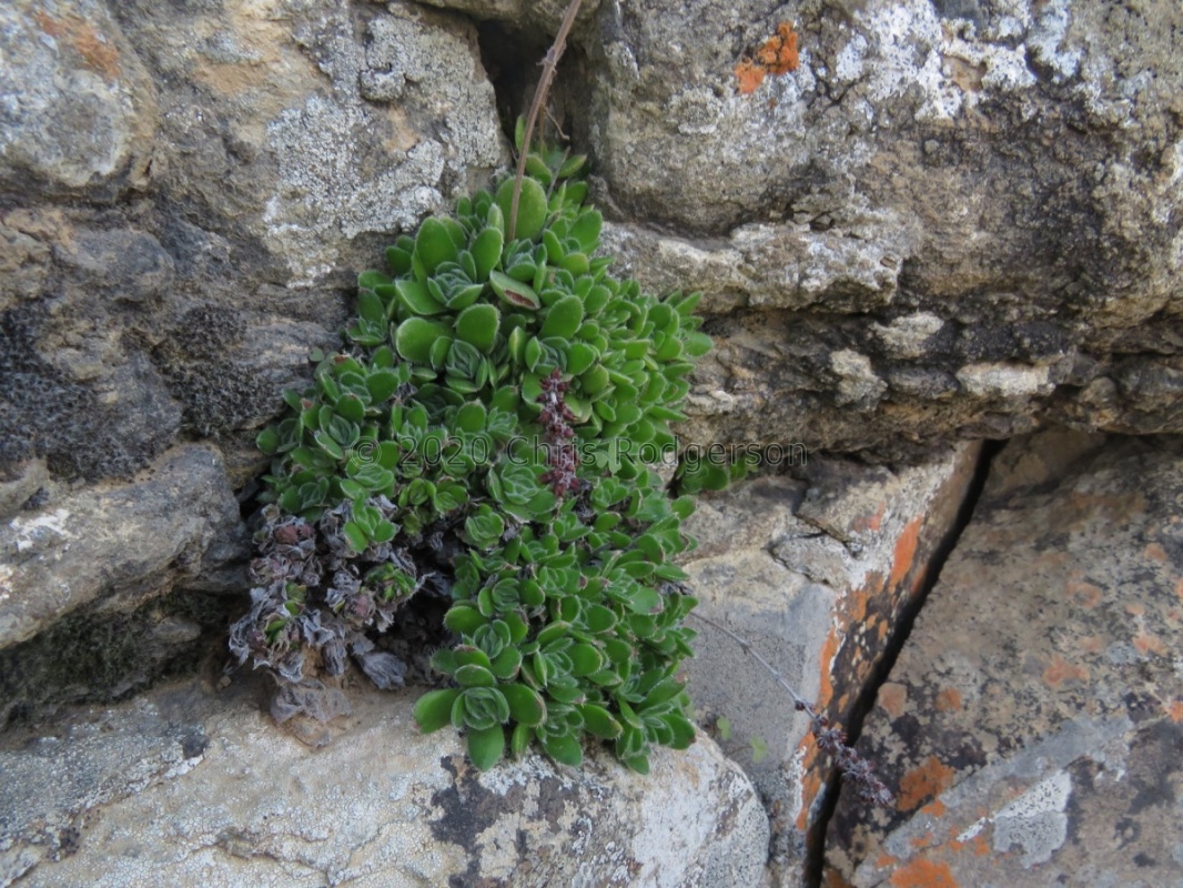 tomentosa ver.glabrifolia Tanqua Karoo (photo James Deacon)