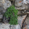 tomentosa ver.glabrifolia Tanqua Karoo (photo James Deacon)