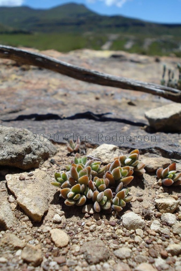 Crassula lanuginosa var.pachystemon - S.E Lesotho.jpg